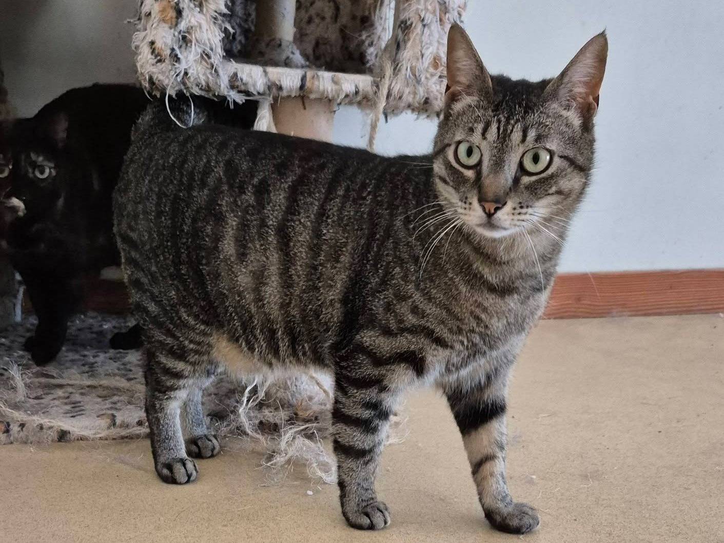 Adotta un gatto, taglia non valida, maschio, Bari