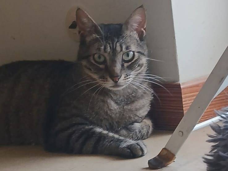 Vuoi adottare un gatto a Bari?