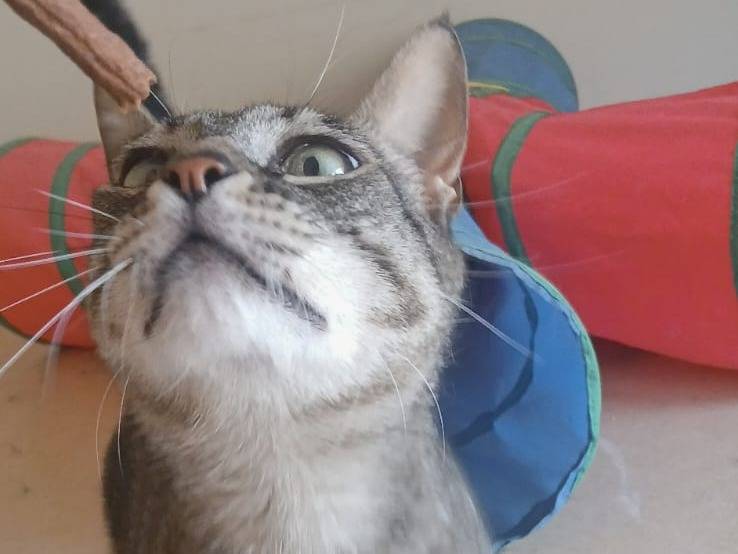 Adotta il gatto Jeff a Bari
