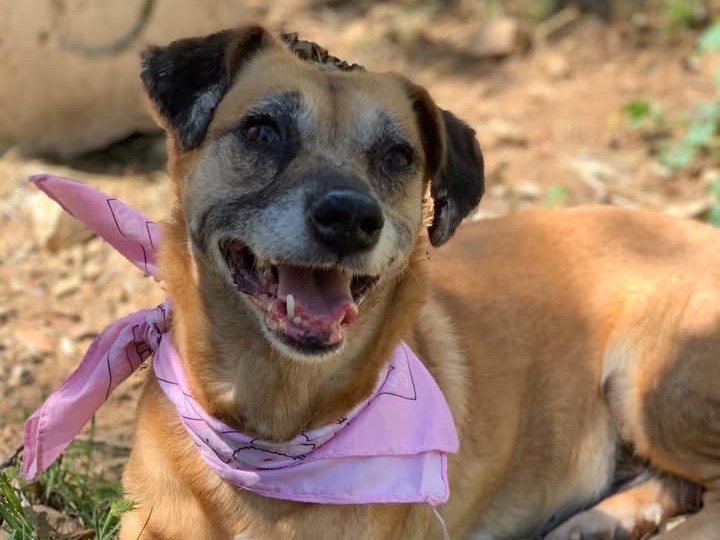 Adozione cane, femmina, Razza sconosciuta Razza sconosciuta, 6 anni e 6 mesi, taglia piccola, Latina