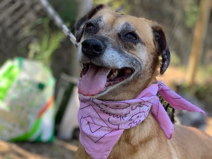 Adotta un cane, femmina, 6 anni e 6 mesi, Latina