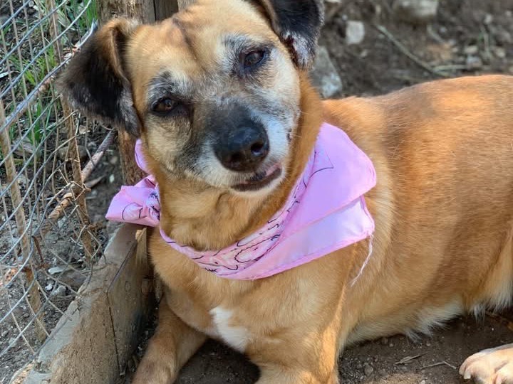 Adotta il cane Fiorella a Latina