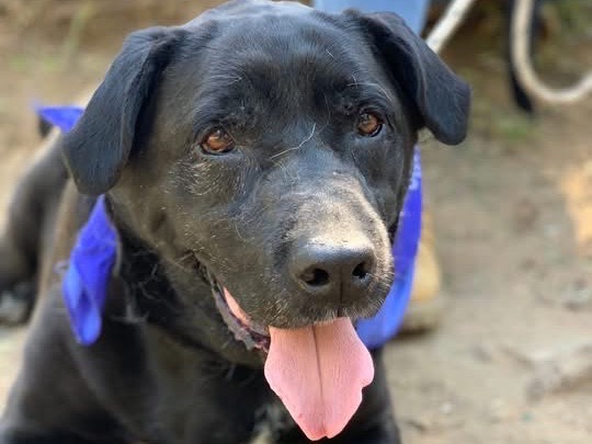 Adotta un cane, maschio, 13 anni e 8 mesi, Latina