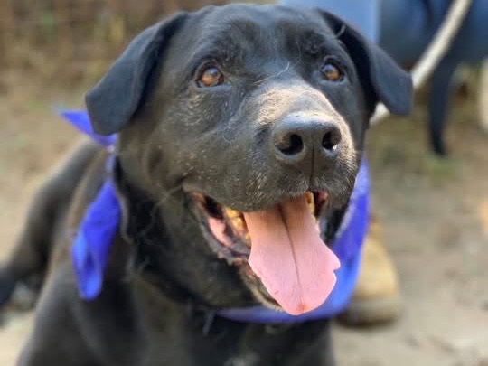 Adozione cane, maschio, Razza sconosciuta Razza sconosciuta, 13 anni e 8 mesi, taglia grande, Latina