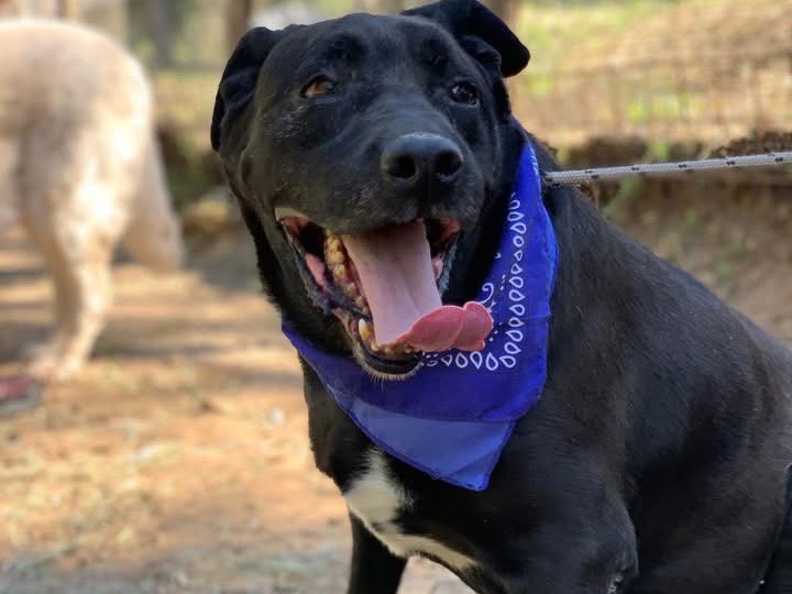 Adotta il cane King a Latina