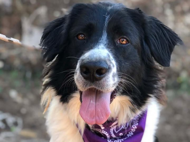 Adozione cane, femmina, Razza sconosciuta Razza sconosciuta, 4 anni e 7 mesi, taglia media, Latina