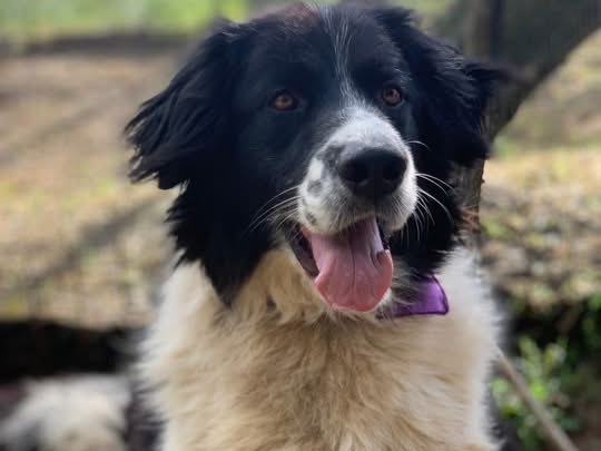 Adotta un cane, femmina, 4 anni e 7 mesi, Latina