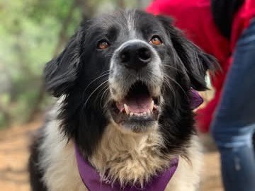 Adotta un cane, taglia media, femmina, Latina