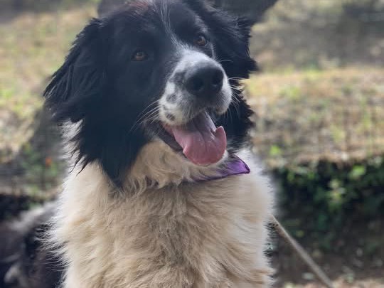 Vuoi adottare un cane a Latina?