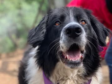 Adotta il cane Samira  a Latina