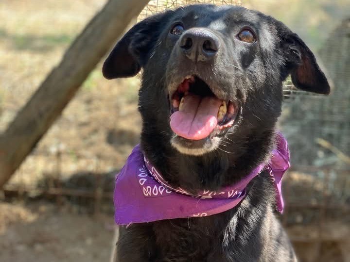 Adotta un cane, taglia media, femmina, Latina