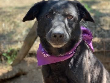 Adotta il cane Mora a Latina