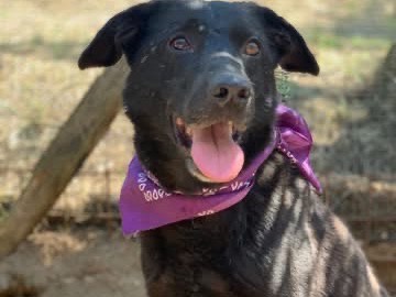 Adozione cane, femmina, Razza sconosciuta Razza sconosciuta, 9 anni e 8 mesi, taglia media, Latina