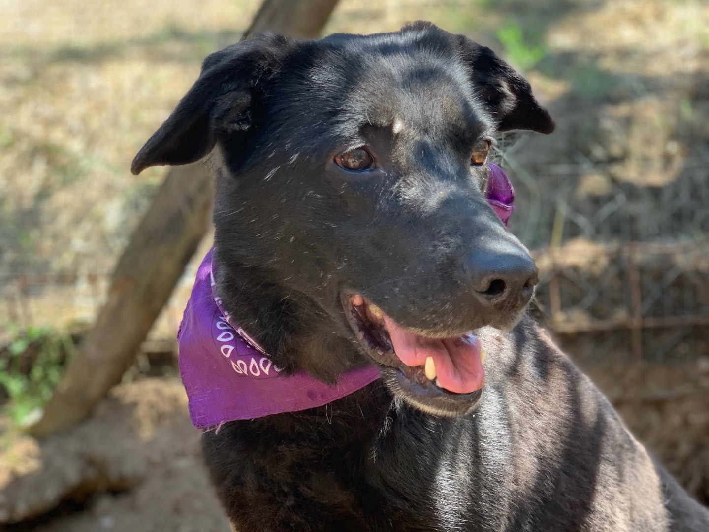Adotta un cane, femmina, 9 anni e 8 mesi, Latina