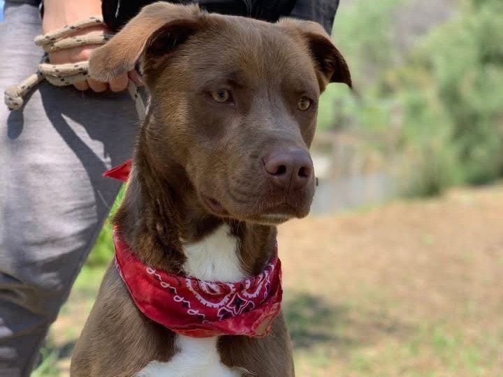 Adotta un cane, taglia media, maschio, Latina