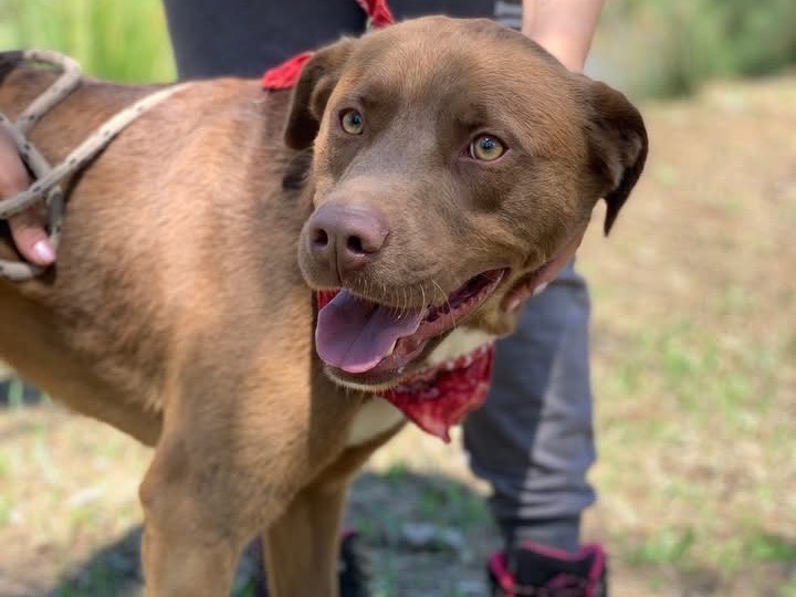 Vuoi adottare un cane a Latina?