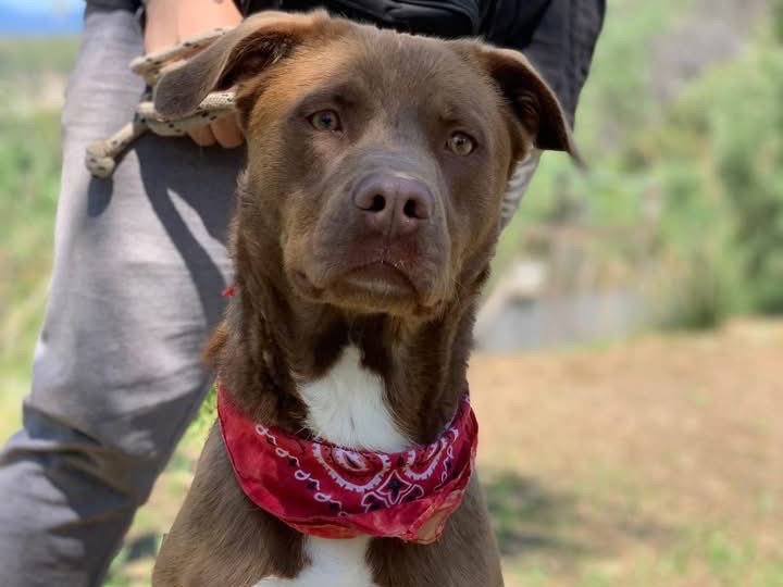 Adotta il cane Peter a Latina
