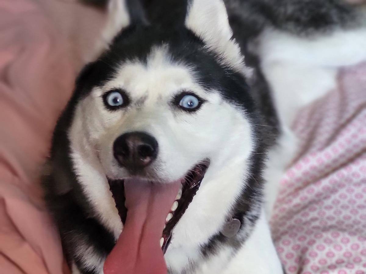 Adozione cane, femmina, Siberian Husky Razza sconosciuta, 6 anni e 8 mesi, taglia media, Benevento