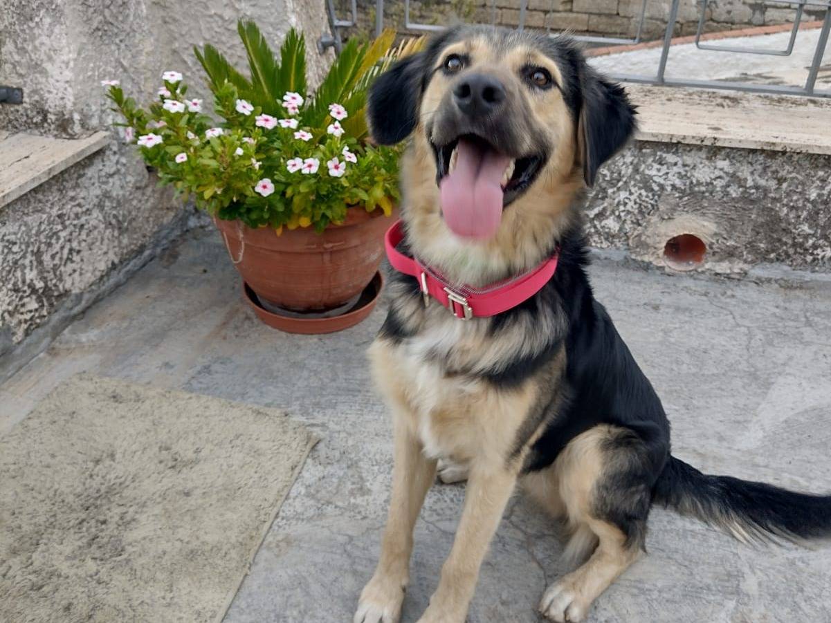Foto 3 dell'animale