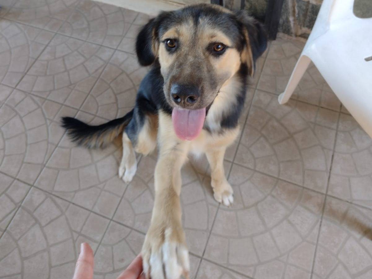 Adotta il cane Remì a Catania