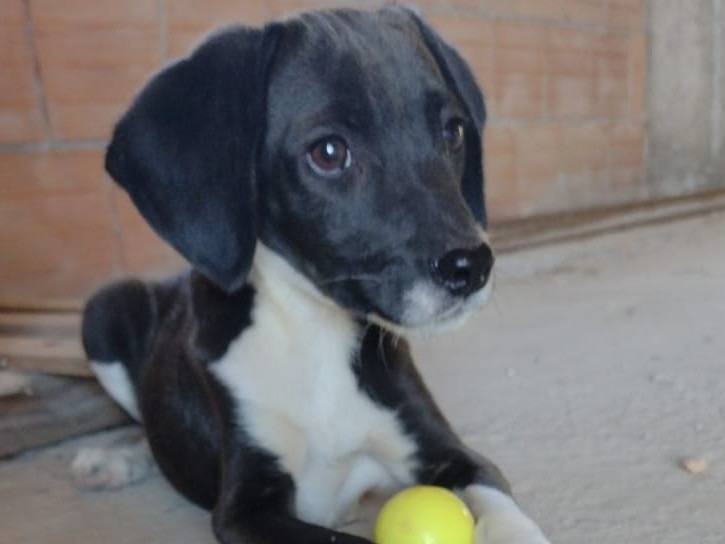 Adozione cane, maschio, Segugio Razza sconosciuta, 1 anno, taglia piccola, Catania