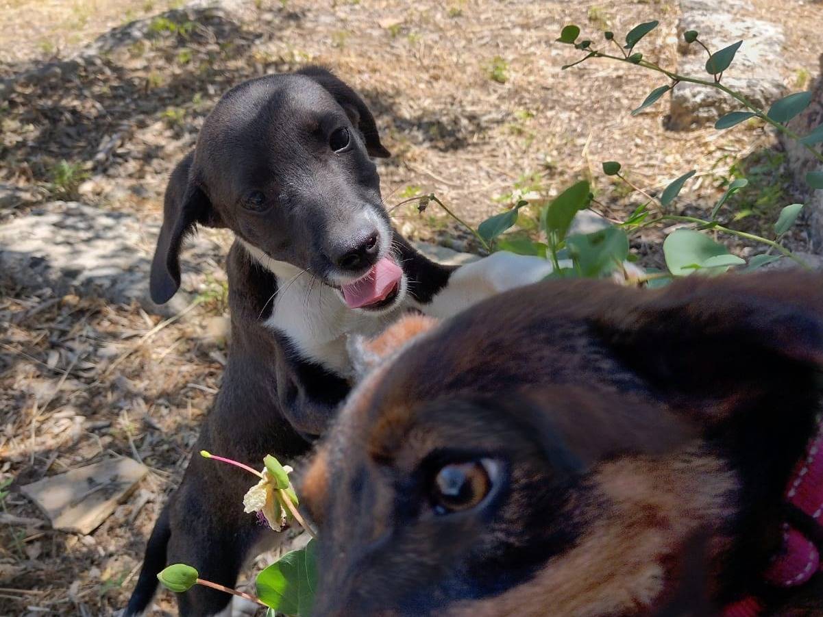 Adotta un cane, taglia piccola, maschio, Catania