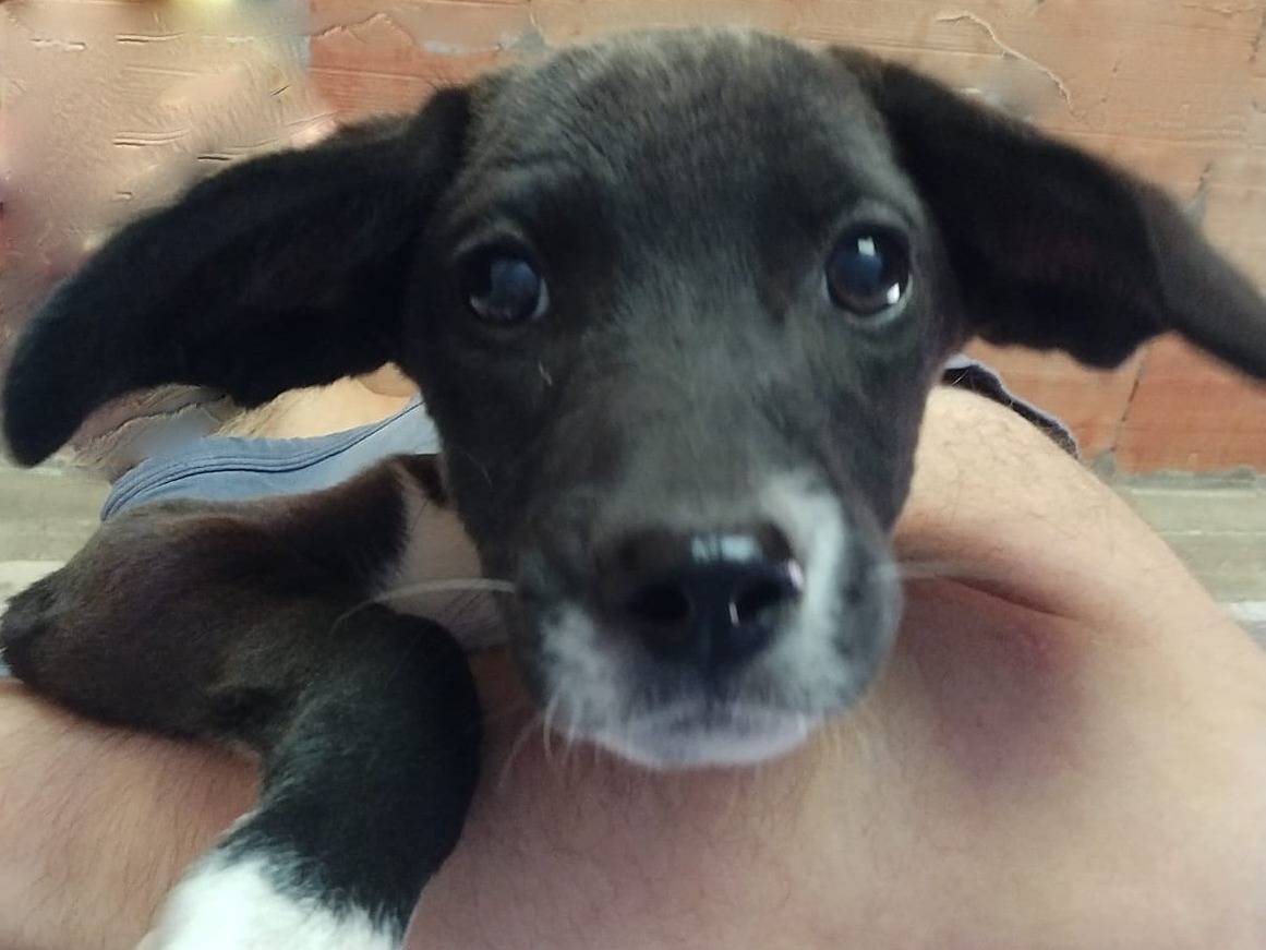 Adotta il cane Timmy a Catania