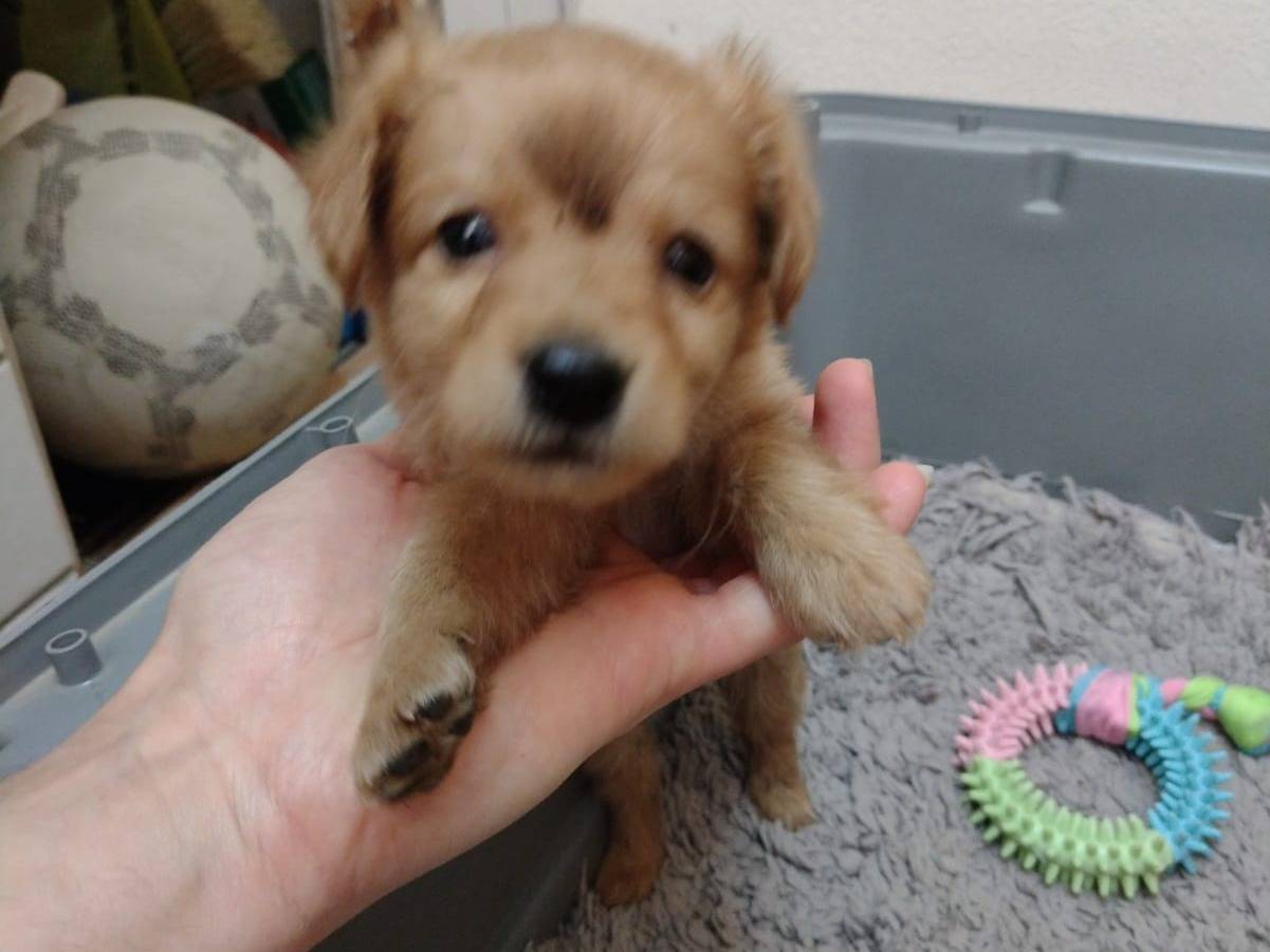 Adotta un cane, maschio, 1 mese, Catania