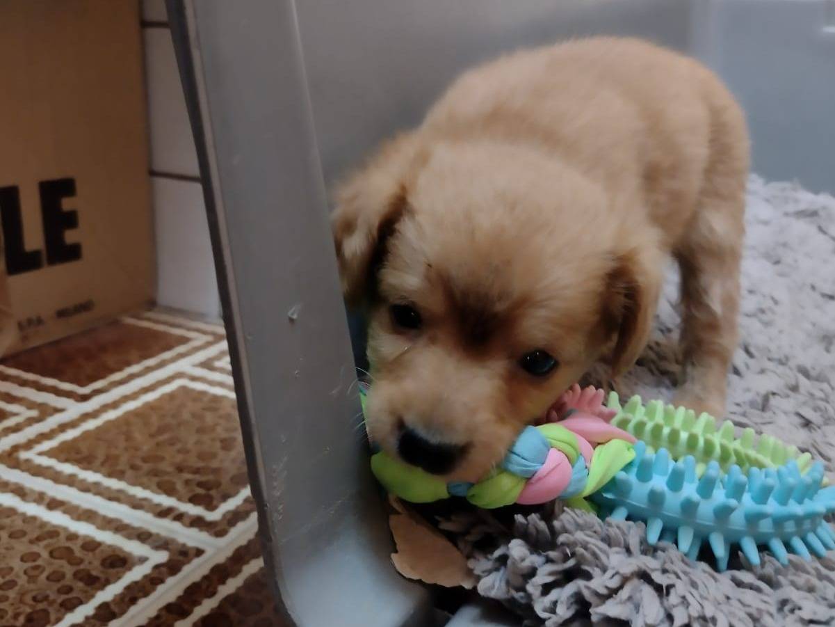 Vuoi adottare un cane a Catania?
