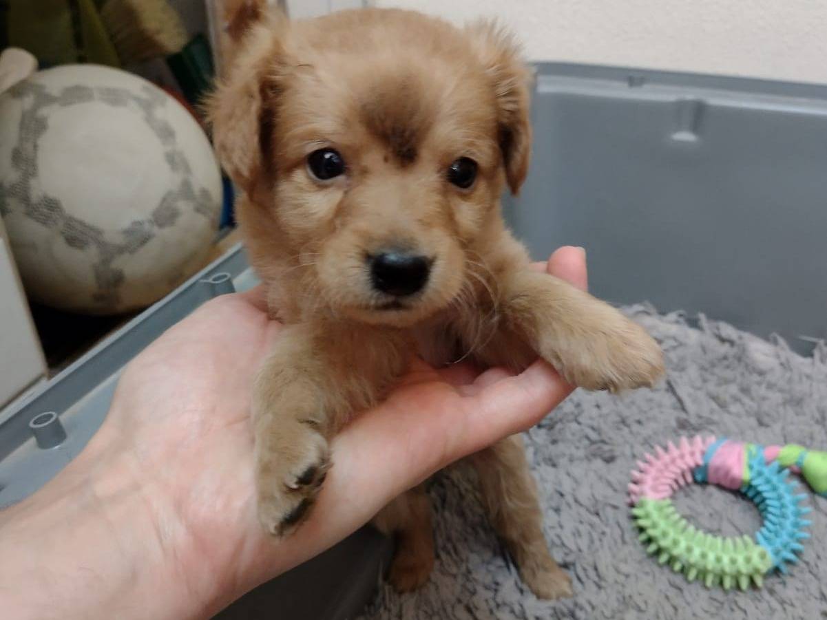 Adozione cane, maschio, Razza sconosciuta Razza sconosciuta, 1 mese, taglia piccola, Catania
