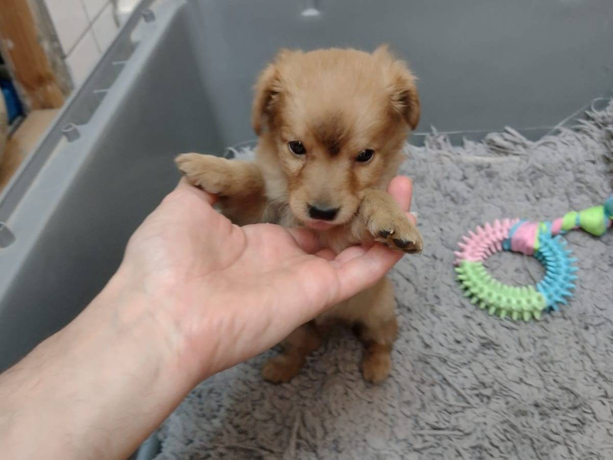 Adotta il cane Dodò a Catania