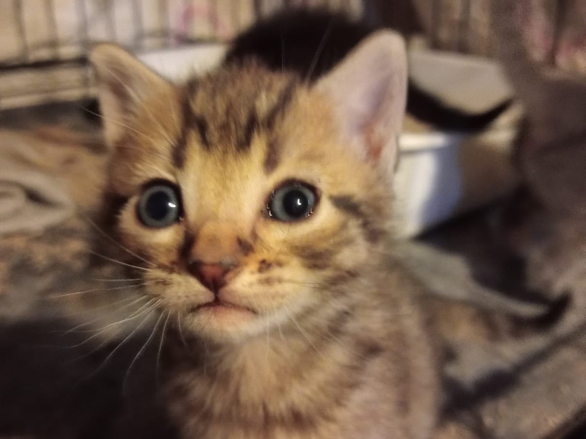Adozione gatto, maschio, Razza sconosciuta Razza sconosciuta, 1 mese, taglia non valida, Torino
