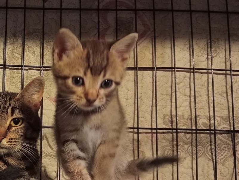 Adotta un gatto, maschio, 1 mese, Torino