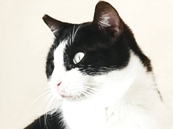 Vuoi adottare un gatto a Milano?