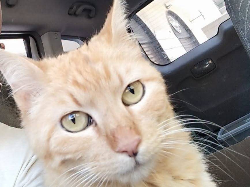 Adozione gatto, femmina, Razza sconosciuta Razza sconosciuta, 2 anni e 5 mesi, taglia non valida, Brescia