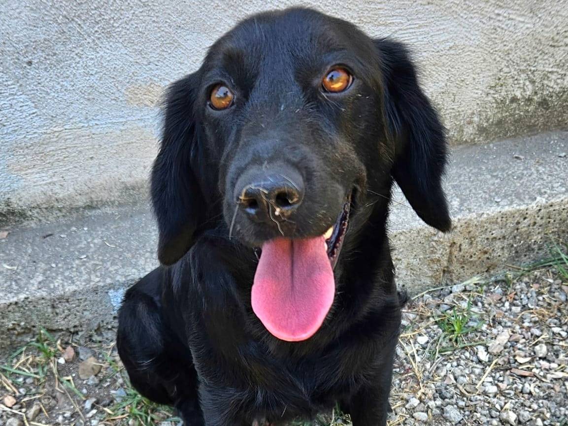 Adozione cane, femmina, Cocker Spaniel Razza sconosciuta, 2 anni e 5 mesi, taglia media, Caserta