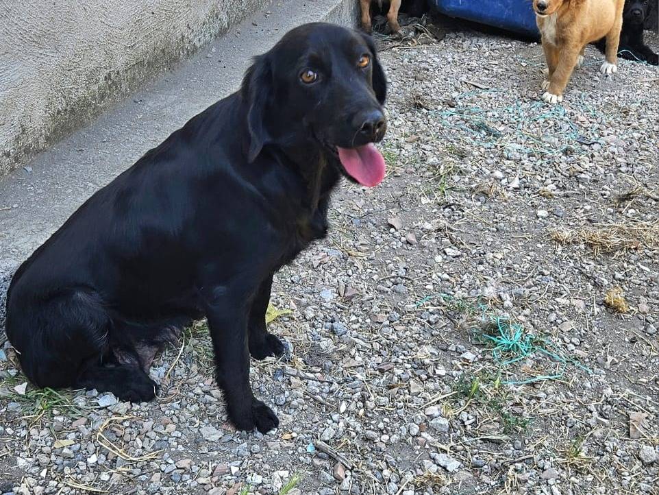 Adotta un cane, taglia media, femmina, Caserta