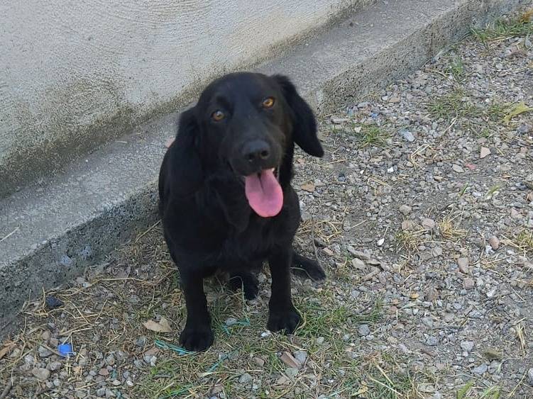 Vuoi adottare un cane a Caserta?