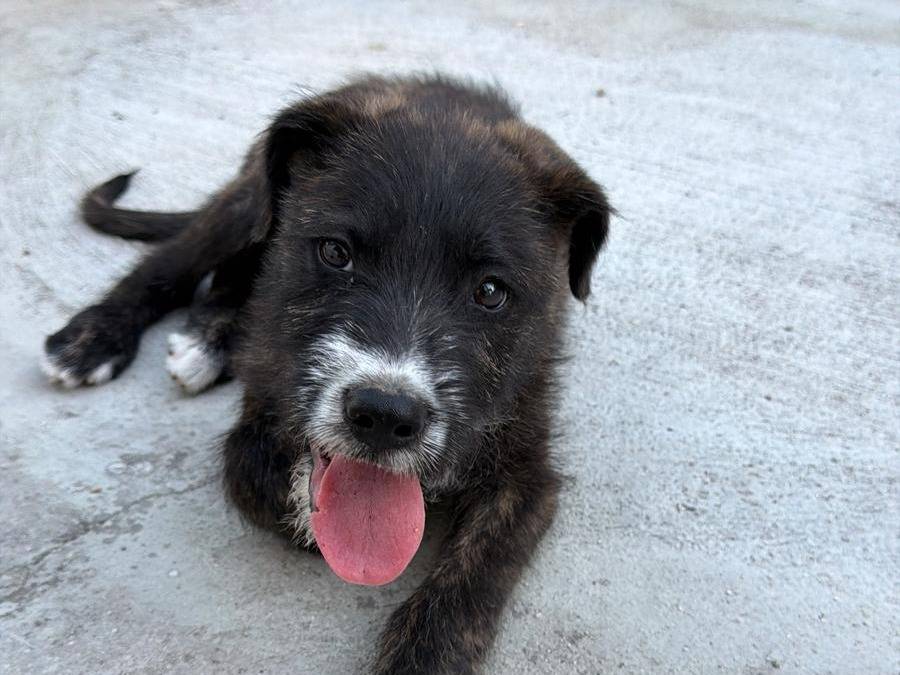 Adozione cane, maschio, Spinone Razza sconosciuta, 2 mesi, taglia media, Caserta
