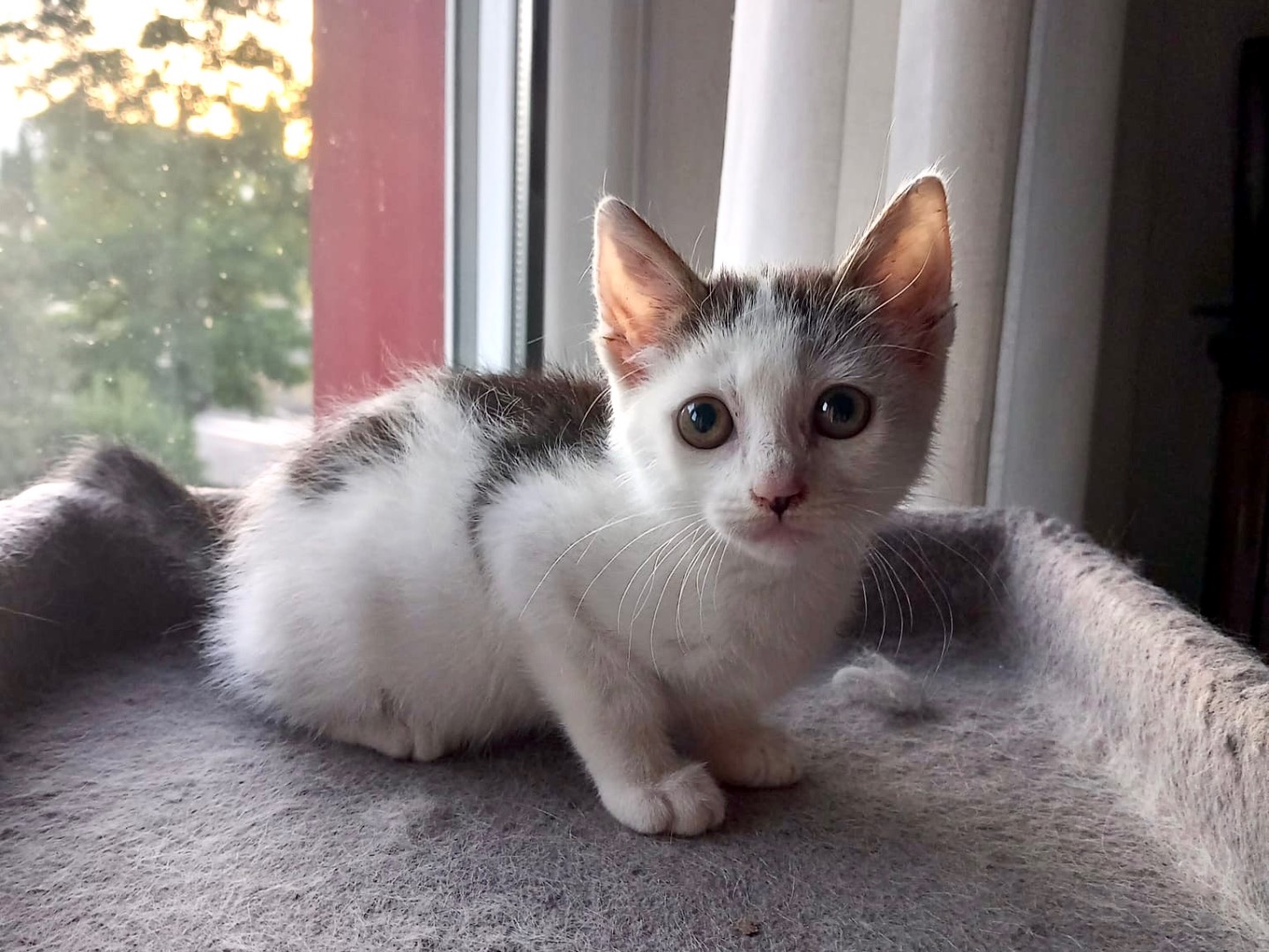 Adotta un gatto, femmina, 1 mese, Latina