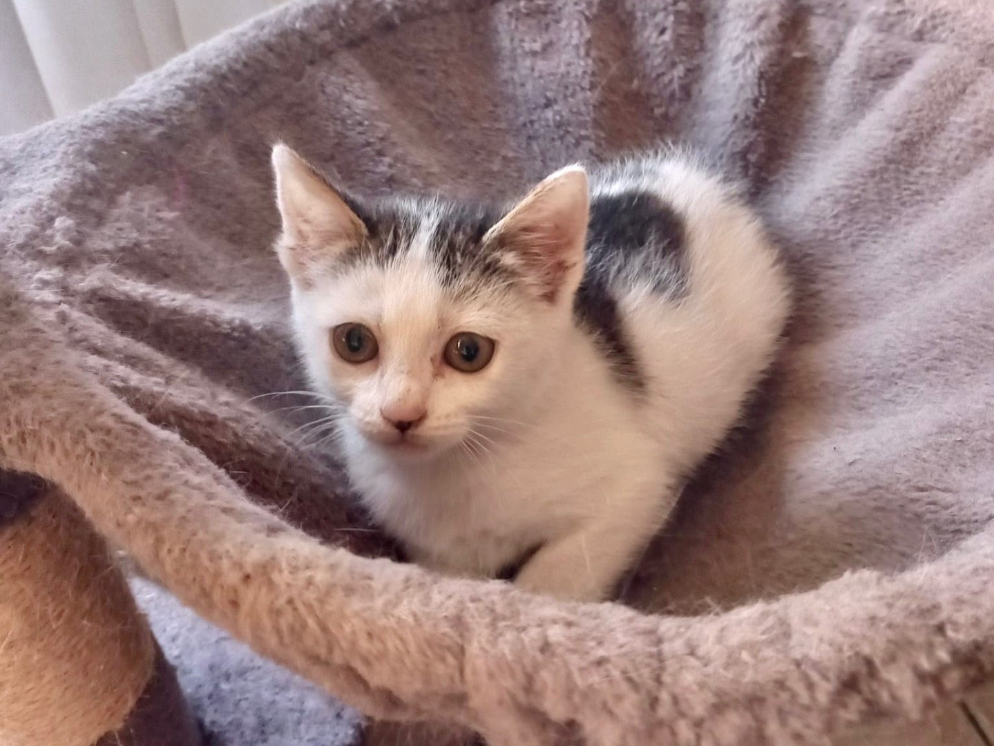Adotta un gatto, taglia non valida, femmina, Latina