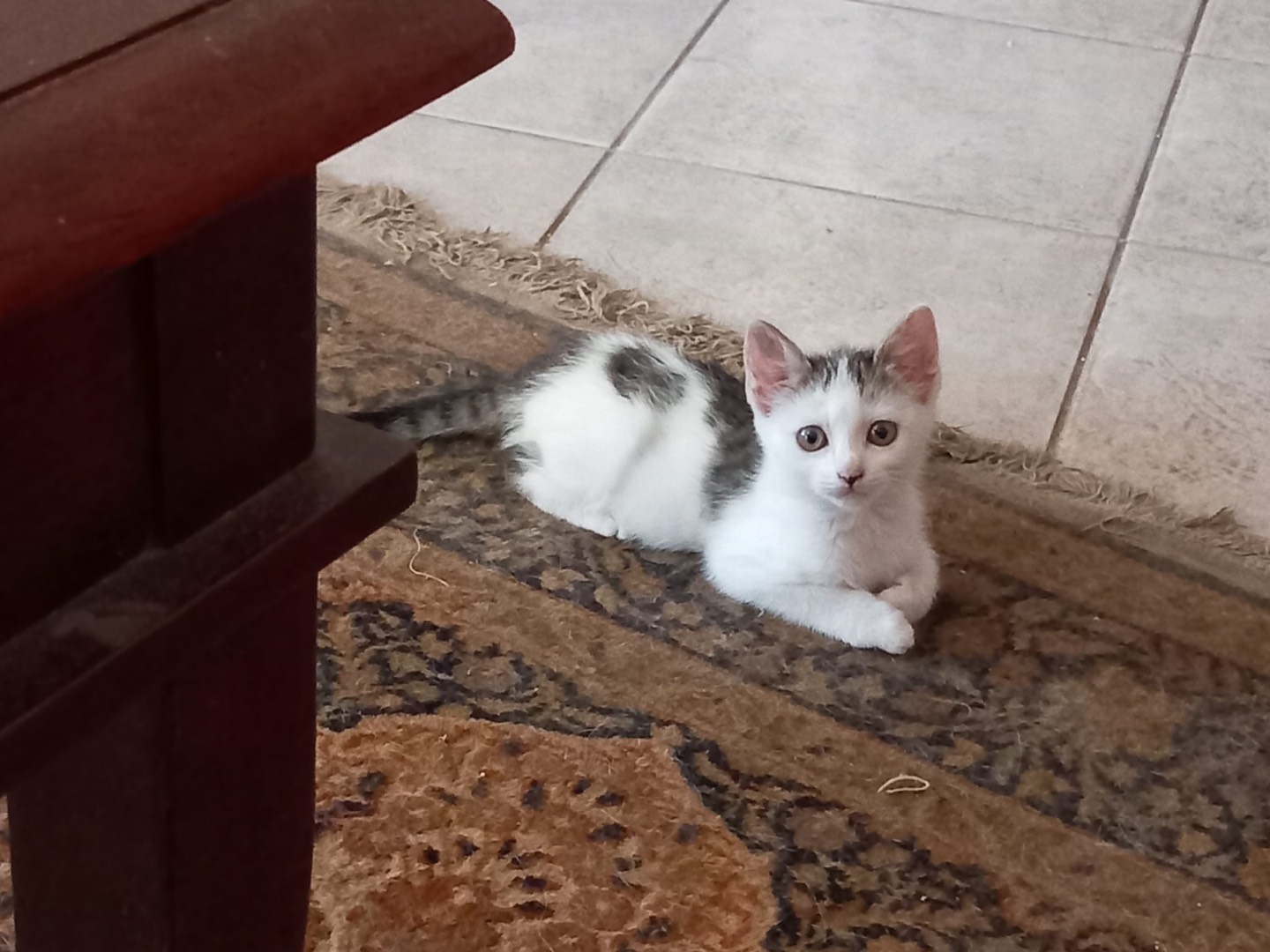 Adozione gatto, femmina, Razza sconosciuta Razza sconosciuta, 1 mese, taglia non valida, Latina
