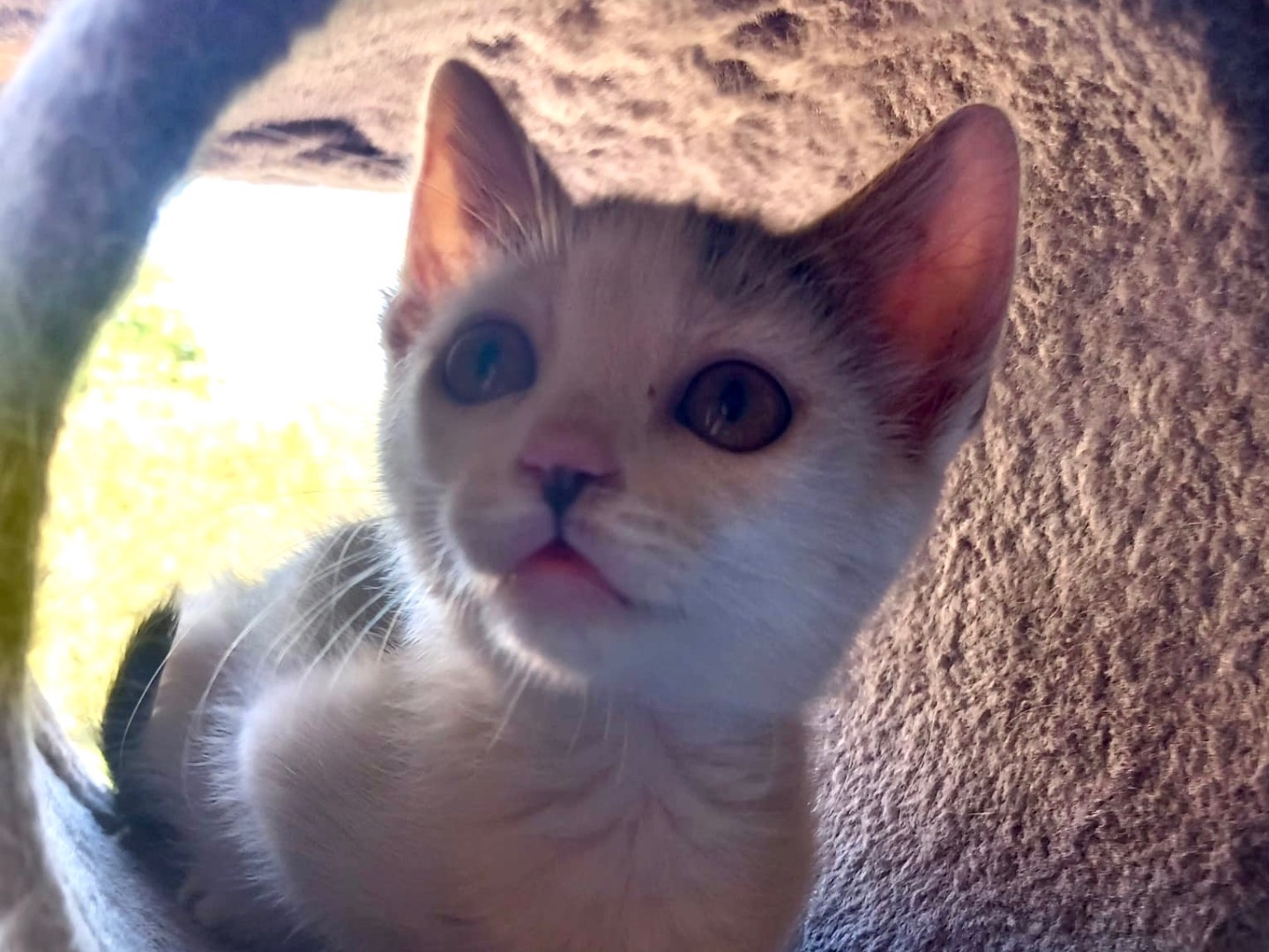 Vuoi adottare un gatto a Latina?