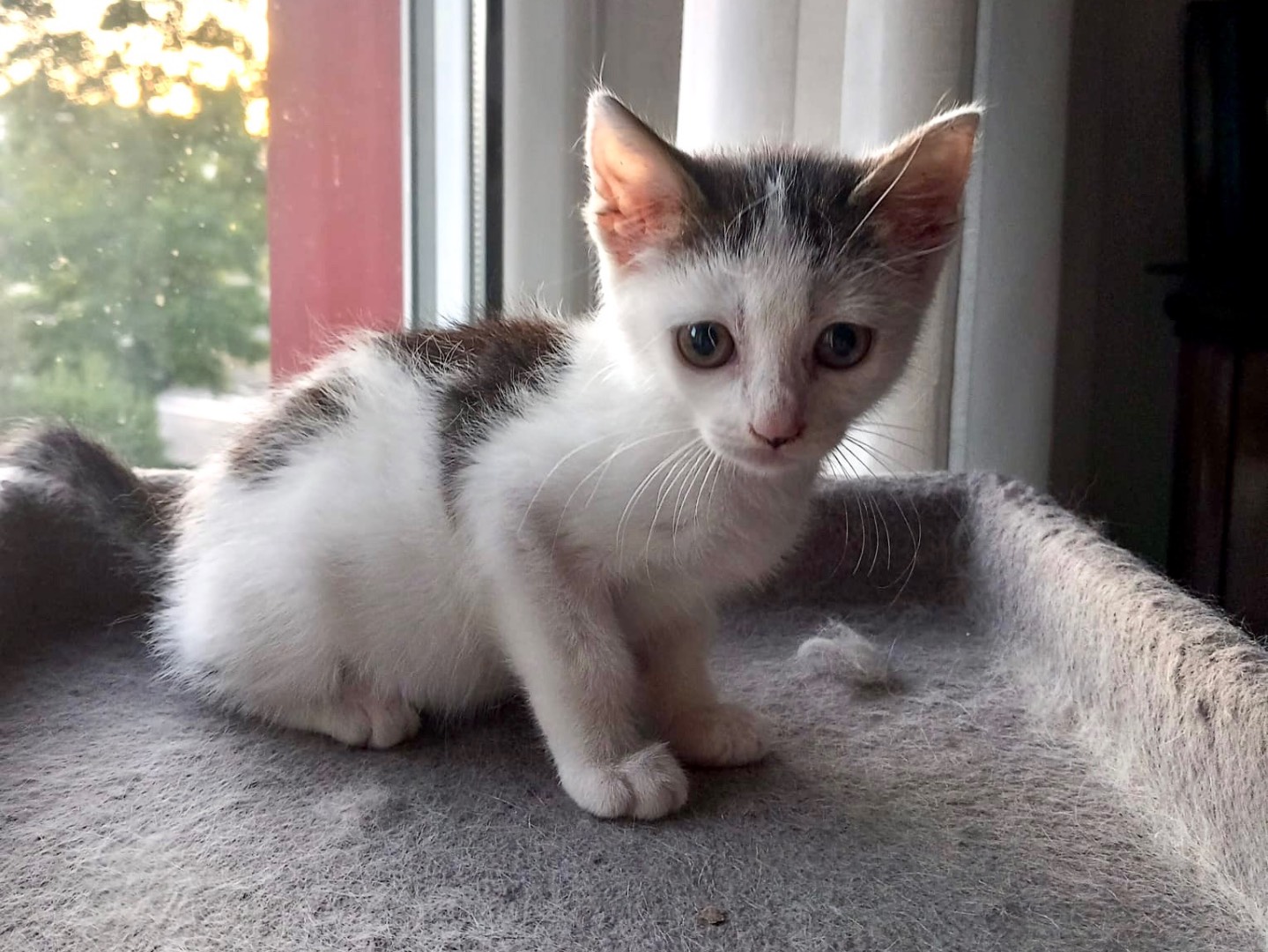 Adotta il gatto Sia a Latina