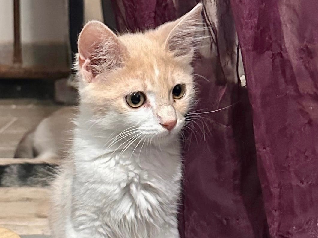 Vuoi adottare un gatto a Latina?