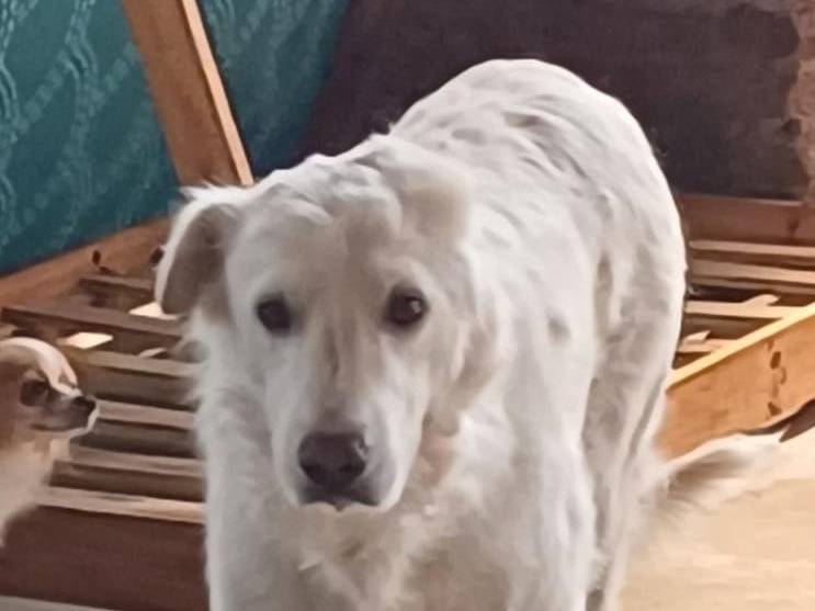 Adozione cane, maschio, Razza sconosciuta Razza sconosciuta, 11 anni e 5 mesi, taglia gigante, Mantova
