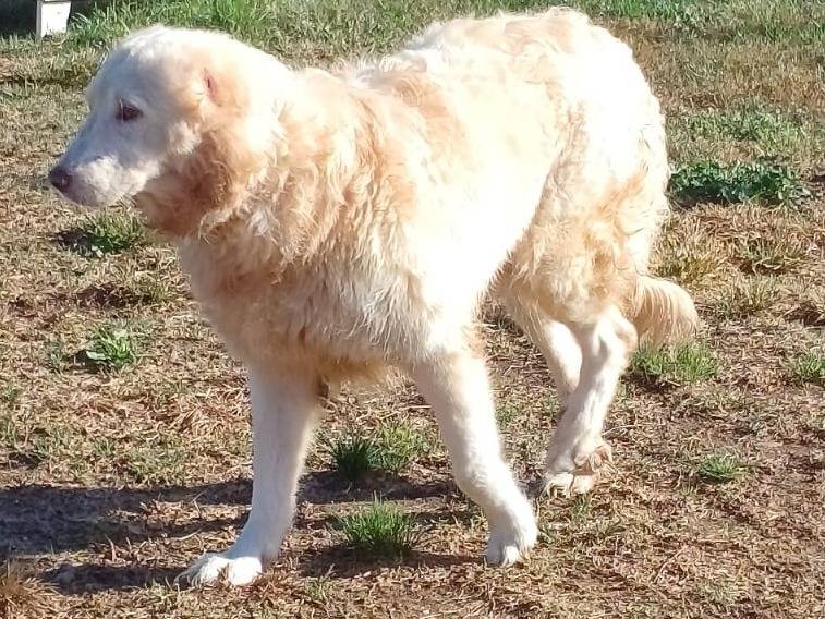 Adotta un cane, maschio, 11 anni e 5 mesi, Mantova
