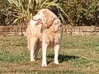 Adotta un cane, taglia gigante, maschio, Mantova