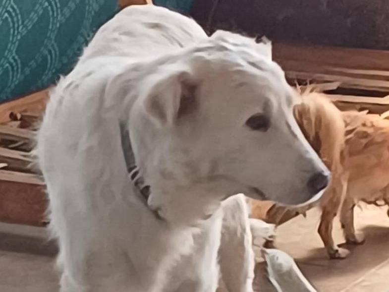 Adotta il cane Nebbia a Mantova