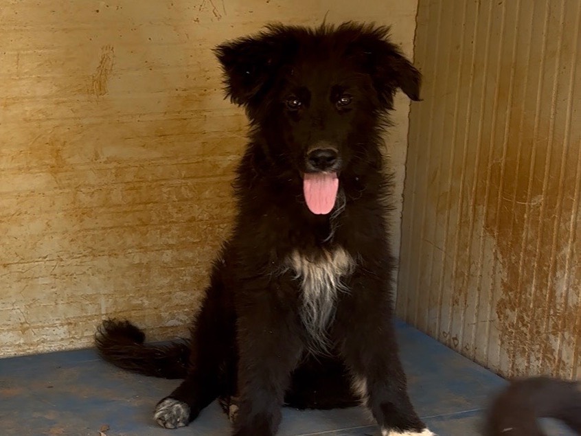 Adozione cane, femmina, Razza sconosciuta Razza sconosciuta, 4 mesi, taglia media, Taranto